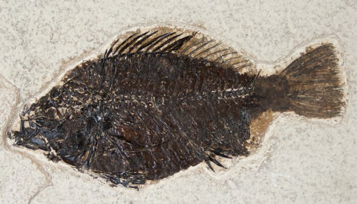 Priscacara Fossil Fish On Large Matrix #15121